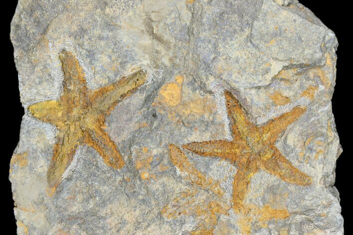Ordovician Starfish (Petraster?) Fossils - Morocco #178815